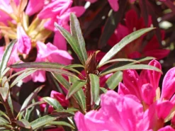 Rhododendron 'Graziella' 19 Rhododendron 'Graziella' -Deutschland Garten Funk Verkaufs-Shop rhododendron graziella m004210 w 7