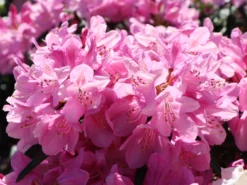 Rhododendron 'Graziella' 18 Rhododendron 'Graziella' -Deutschland Garten Funk Verkaufs-Shop rhododendron graziella m004210 w 8