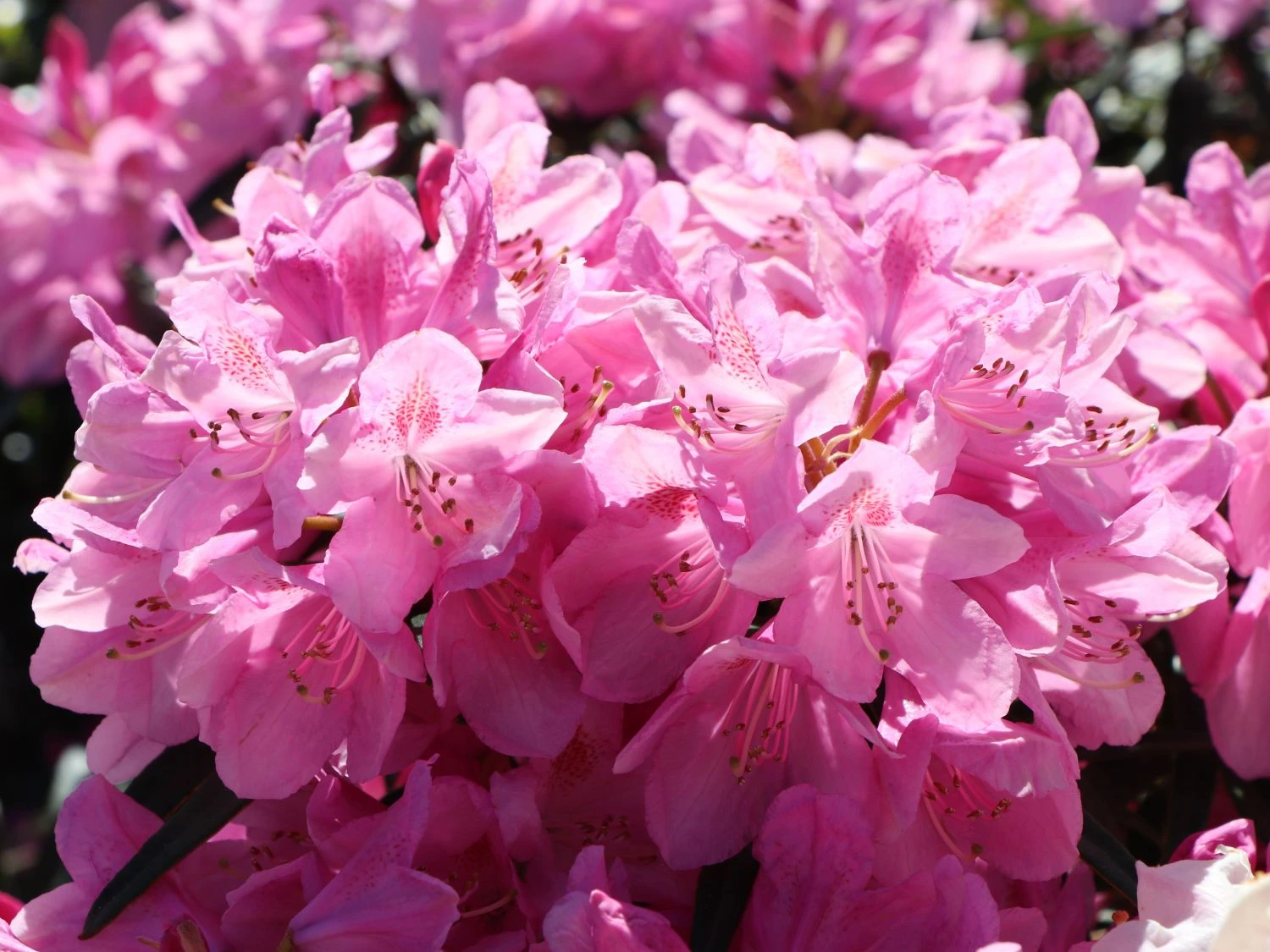 Rhododendron 'Graziella' 6 Rhododendron 'Graziella' – Bild 6