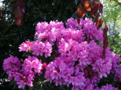 Rhododendron 'Graziella' 25 Rhododendron 'Graziella' -Deutschland Garten Funk Verkaufs-Shop rhododendron graziella m004210 w 9