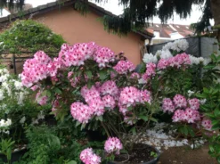 Rhododendron 'Hachmann's Charmant' ® -Deutschland Garten Funk Verkaufs-Shop rhododendron hachmanns charmant s m003320 676001 0