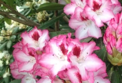 Rhododendron 'Hachmann's Charmant' ® -Deutschland Garten Funk Verkaufs-Shop rhododendron hachmanns charmant s m003320 676001 1