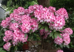 Rhododendron 'Hachmann's Charmant' ® -Deutschland Garten Funk Verkaufs-Shop rhododendron hachmanns charmant s m003320 676001 2