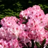Rhododendron 'Hachmann's Charmant' ®