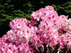 Rhododendron 'Hachmann's Charmant' ®