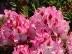 Rhododendron 'Hachmann's Charmant' ® -Deutschland Garten Funk Verkaufs-Shop rhododendron hachmanns charmant s m003320 w 0