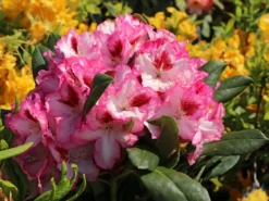 Rhododendron 'Hachmann's Charmant' ® -Deutschland Garten Funk Verkaufs-Shop rhododendron hachmanns charmant s m003320 w 1