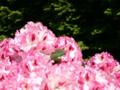 Rhododendron 'Hachmann's Charmant' ® -Deutschland Garten Funk Verkaufs-Shop rhododendron hachmanns charmant s m003320 w 3