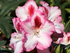 Rhododendron 'Hachmann's Charmant' ® -Deutschland Garten Funk Verkaufs-Shop rhododendron hachmanns charmant s m003320 w 7