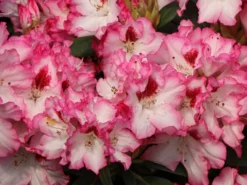 Rhododendron 'Hachmann's Charmant' ® -Deutschland Garten Funk Verkaufs-Shop rhododendron hachmanns charmant s m003320 w 8