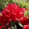 Rhododendron 'Hachmann's Feuerschein' (S)