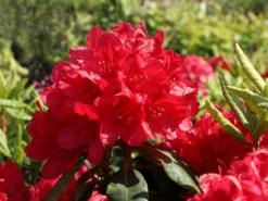Rhododendron 'Hachmann's Feuerschein' (S)