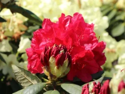 Rhododendron 'Hachmann's Feuerschein' (S) -Deutschland Garten Funk Verkaufs-Shop rhododendron hachmanns feuerschein s m002336 w 2