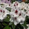 Rhododendron 'Hachmann's Picobello' ®