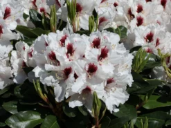 Rhododendron 'Hachmann's Picobello' ® -Deutschland Garten Funk Verkaufs-Shop rhododendron hachmanns picobello m003044 w 0