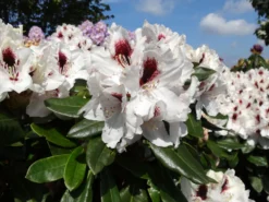 Rhododendron 'Hachmann's Picobello' ® -Deutschland Garten Funk Verkaufs-Shop rhododendron hachmanns picobello m003044 w 1