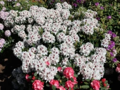 Rhododendron 'Hachmann's Picobello' ® -Deutschland Garten Funk Verkaufs-Shop rhododendron hachmanns picobello m003044 w 2