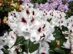 Rhododendron 'Hachmann's Picobello' ® -Deutschland Garten Funk Verkaufs-Shop rhododendron hachmanns picobello m003044 w 3