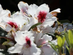 Rhododendron 'Hachmann's Picobello' ® -Deutschland Garten Funk Verkaufs-Shop rhododendron hachmanns picobello m003044 w 5