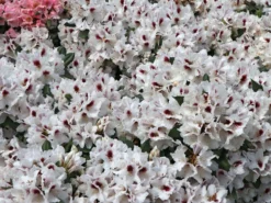 Rhododendron 'Hachmann's Picobello' ® -Deutschland Garten Funk Verkaufs-Shop rhododendron hachmanns picobello m003044 w 6