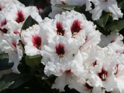 Rhododendron 'Hachmann's Picobello' ® -Deutschland Garten Funk Verkaufs-Shop rhododendron hachmanns picobello m003044 w 7