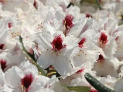 Rhododendron 'Hachmann's Picobello' ® -Deutschland Garten Funk Verkaufs-Shop rhododendron hachmanns picobello m003044 w 8