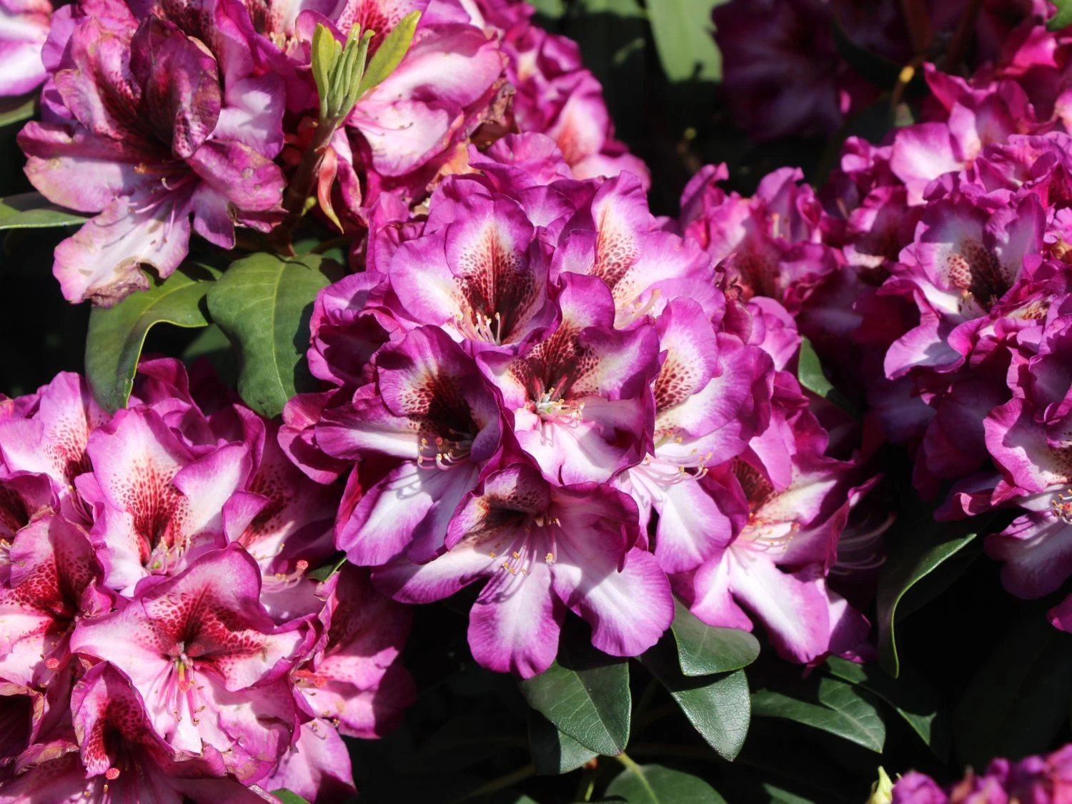 Rhododendron 'Hans Hachmann' ® 7 Rhododendron 'Hans Hachmann' ® – Bild 7