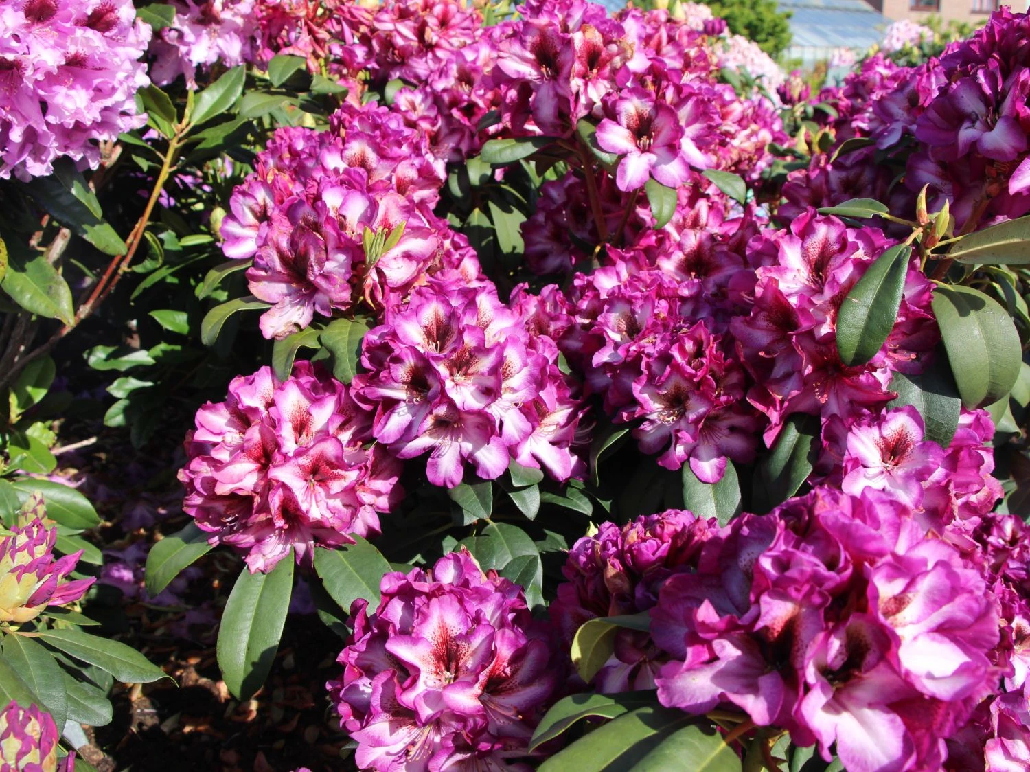 Rhododendron 'Hans Hachmann' ® 3 Rhododendron 'Hans Hachmann' ® – Bild 3