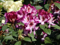 Rhododendron 'Hans Hachmann' ® 19 Rhododendron 'Hans Hachmann' ® -Deutschland Garten Funk Verkaufs-Shop rhododendron hans hachmann m094724 w 3