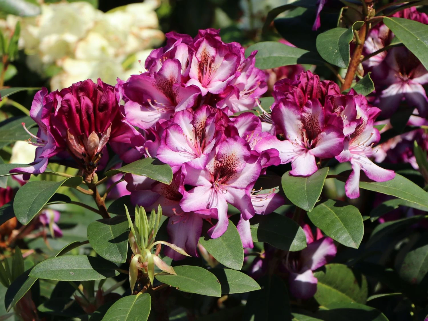 Rhododendron 'Hans Hachmann' ® 10 Rhododendron 'Hans Hachmann' ® – Bild 10