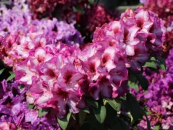 Rhododendron 'Hans Hachmann' ® 15 Rhododendron 'Hans Hachmann' ® -Deutschland Garten Funk Verkaufs-Shop rhododendron hans hachmann m094724 w 7