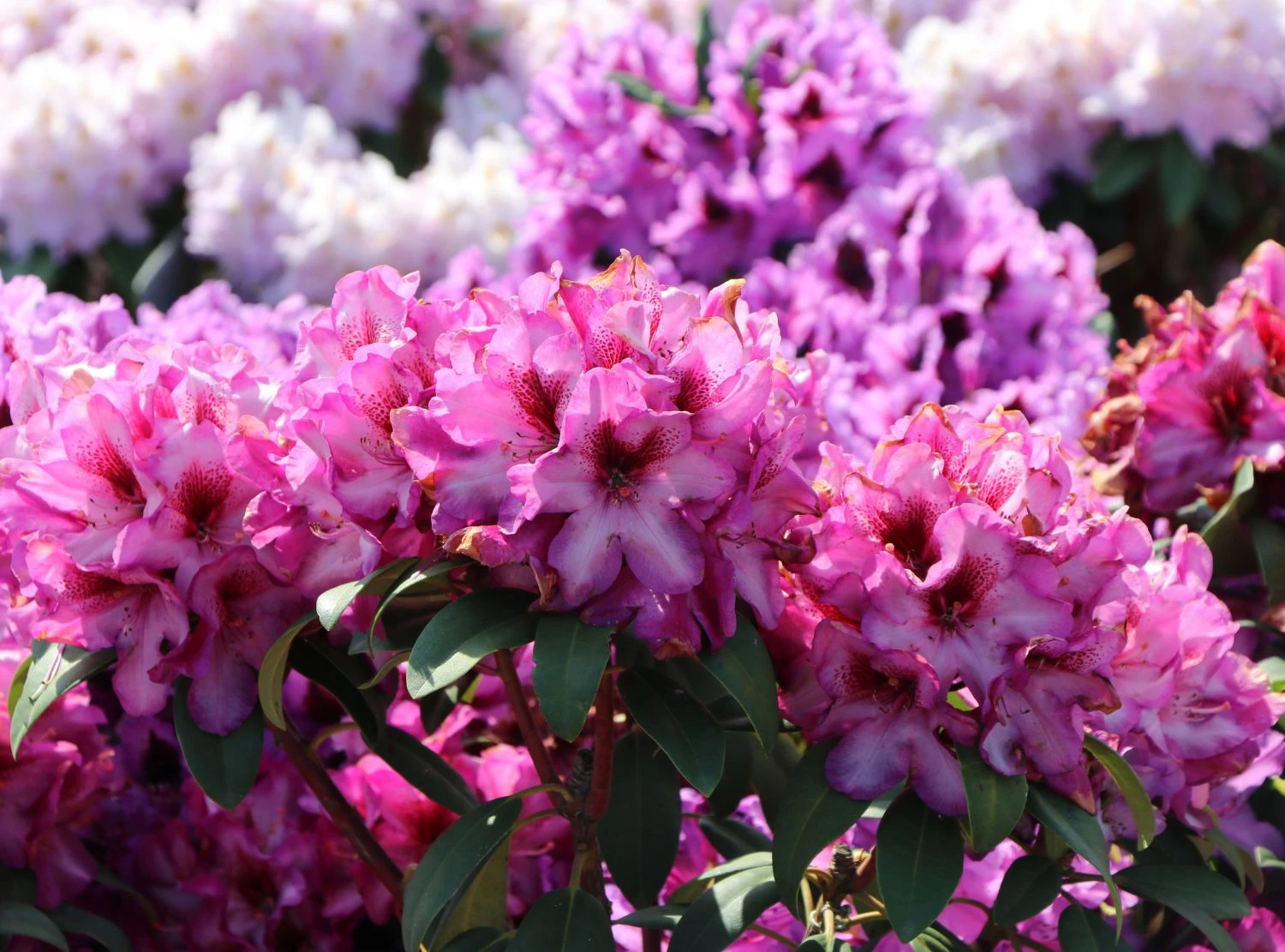 Rhododendron 'Hans Hachmann' ® 4 Rhododendron 'Hans Hachmann' ® – Bild 4