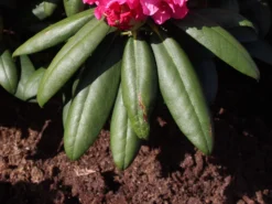 Rhododendron 'Helgoland' -Deutschland Garten Funk Verkaufs-Shop rhododendron helgoland m003244 w 1