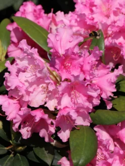 Rhododendron 'Helgoland' -Deutschland Garten Funk Verkaufs-Shop rhododendron helgoland m003244 w 4