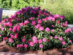 Rhododendron 'Helgoland' -Deutschland Garten Funk Verkaufs-Shop rhododendron helgoland m003244 w 6