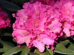 Rhododendron 'Helgoland' -Deutschland Garten Funk Verkaufs-Shop rhododendron helgoland m003244 w 7