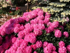 Rhododendron 'Helgoland' -Deutschland Garten Funk Verkaufs-Shop rhododendron helgoland m003244 w 8