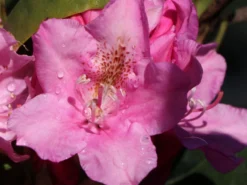 Rhododendron 'Helsinki University' -Deutschland Garten Funk Verkaufs-Shop rhododendron helsinki university m003714 w 0