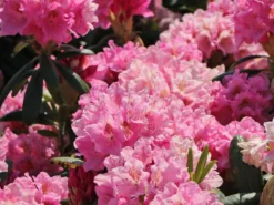 Rhododendron 'Helsinki University' -Deutschland Garten Funk Verkaufs-Shop rhododendron helsinki university m003714 w 2