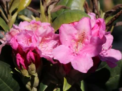 Rhododendron 'Helsinki University' -Deutschland Garten Funk Verkaufs-Shop rhododendron helsinki university m003714 w 3