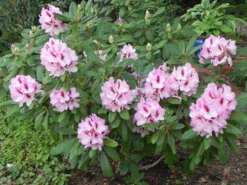 Rhododendron 'Herbstgruß' -Deutschland Garten Funk Verkaufs-Shop rhododendron herbstgruss m008928 1098677 0