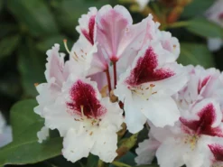 Rhododendron 'Herbstgruß' -Deutschland Garten Funk Verkaufs-Shop rhododendron herbstgruss m008928 w 0