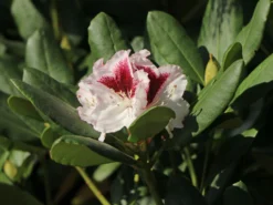 Rhododendron 'Herbstgruß' -Deutschland Garten Funk Verkaufs-Shop rhododendron herbstgruss m008928 w 2