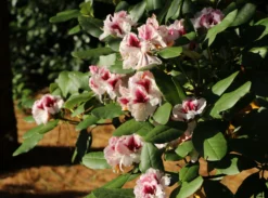 Rhododendron 'Herbstgruß' -Deutschland Garten Funk Verkaufs-Shop rhododendron herbstgruss m008928 w 4