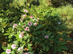 Rhododendron 'Herbstgruß' -Deutschland Garten Funk Verkaufs-Shop rhododendron herbstgruss m008928 w 5