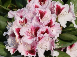 Rhododendron 'Herbstgruß' -Deutschland Garten Funk Verkaufs-Shop rhododendron herbstgruss m008928 w 6