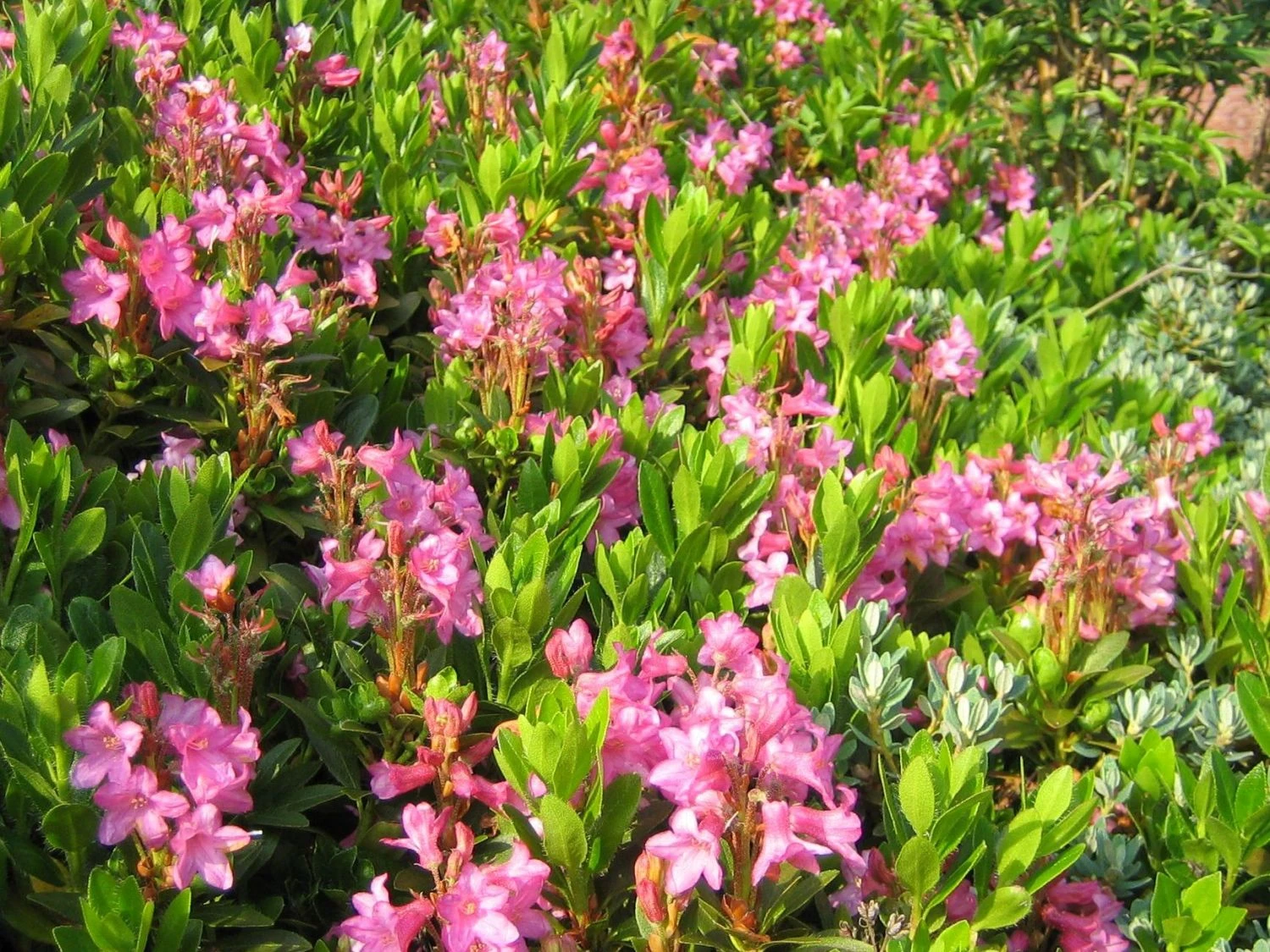 Bewimperte Alpenrose / Steinrose 2 Bewimperte Alpenrose / Steinrose – Bild 2