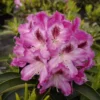 Rhododendron 'Helen Martin'