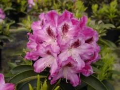 Rhododendron 'Helen Martin'