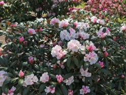 Rhododendron 'Hydon Velvet' 5 Rhododendron 'Hydon Velvet' -Deutschland Garten Funk Verkaufs-Shop rhododendron hydon velvet m004038 w 1